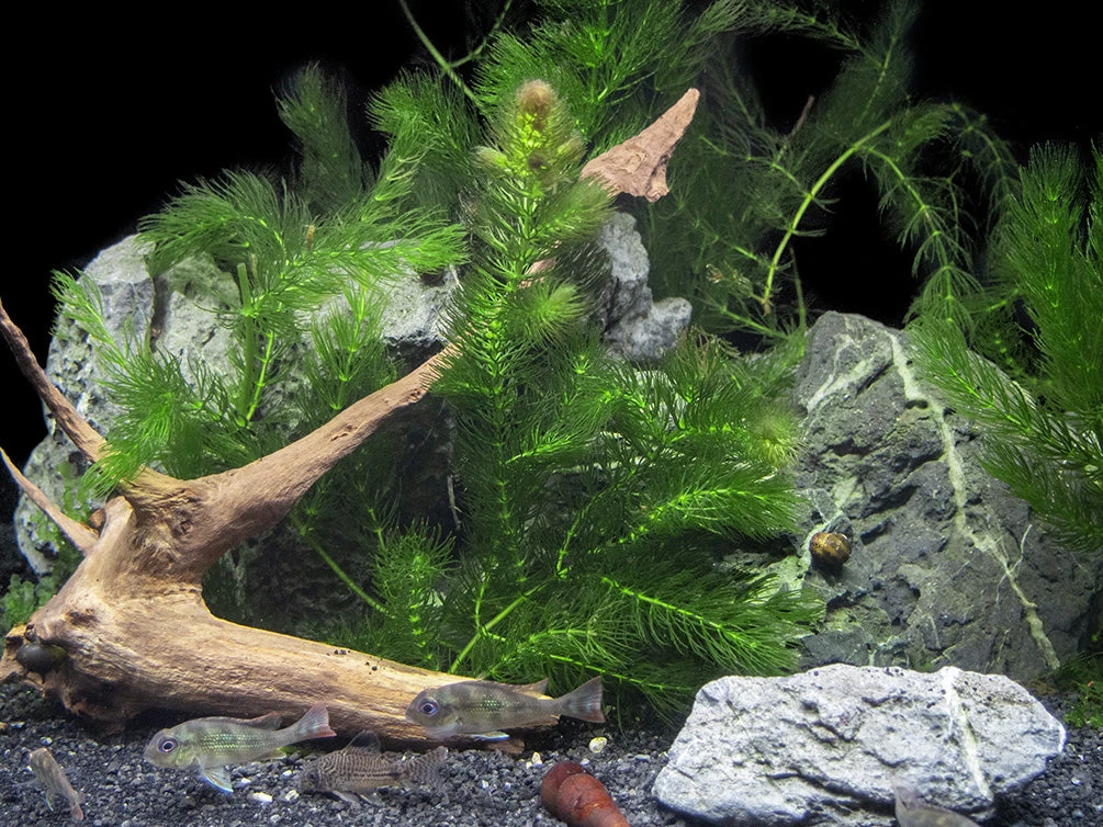 Hornwort (Ceratophyllum Demersum) - Image 4