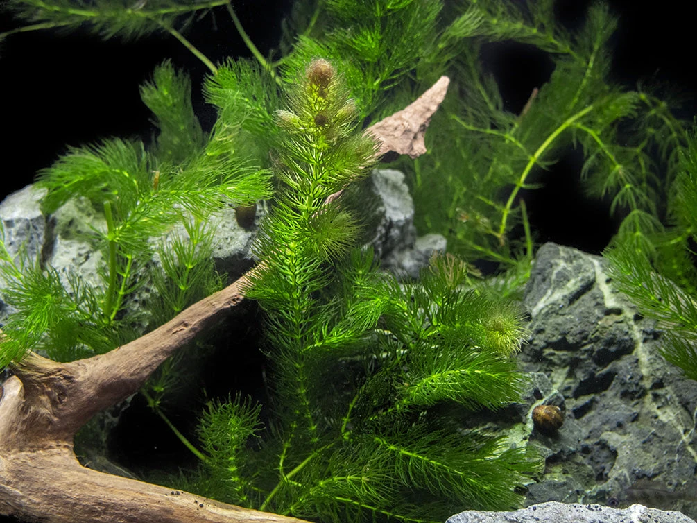 Hornwort (Ceratophyllum Demersum) - Image 7