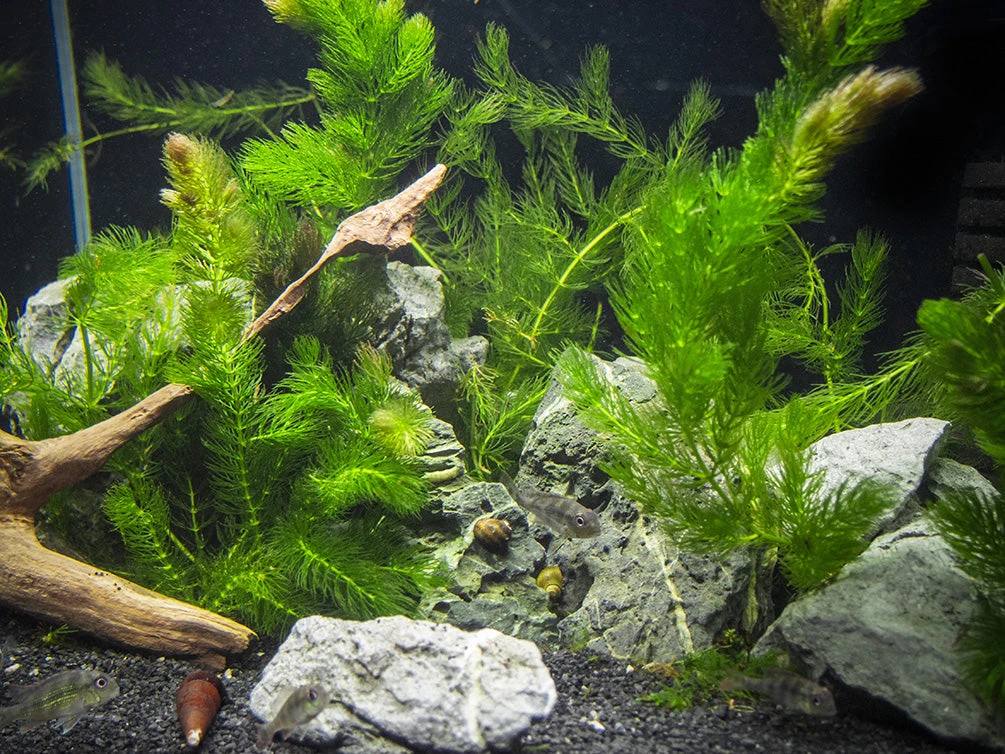 Hornwort (Ceratophyllum Demersum) - Image 10