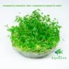  HYDROCOTYLE TRIPARTITA "MINI" ( HYDROCOTYLE TRIPARTITA "MINI") - Tissue Culture