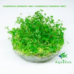  HYDROCOTYLE TRIPARTITA "MINI" ( HYDROCOTYLE TRIPARTITA "MINI") - Tissue Culture