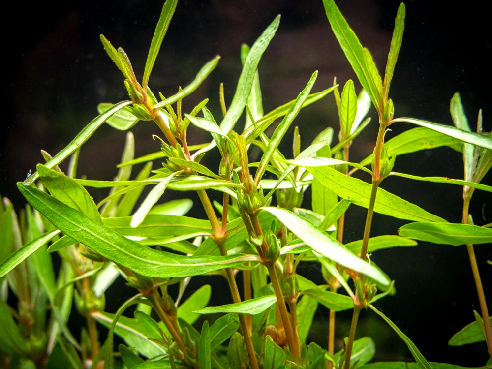 Araguaia Hygro (Hygrophila Lancea "Araguaia") Tissue Culture - Image 8