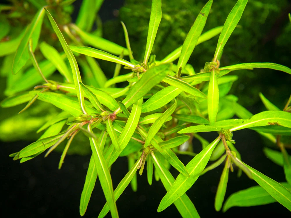 Araguaia Hygro (Hygrophila Lancea "Araguaia") Tissue Culture - Image 6