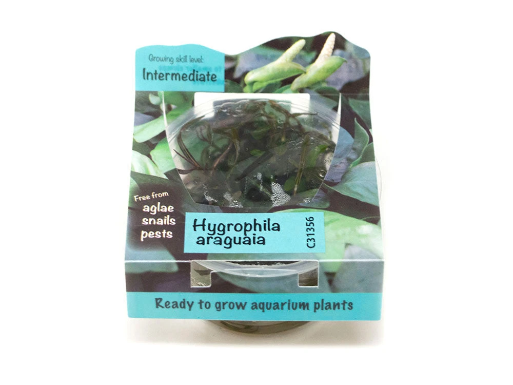Araguaia Hygro (Hygrophila Lancea "Araguaia") Tissue Culture - Image 2