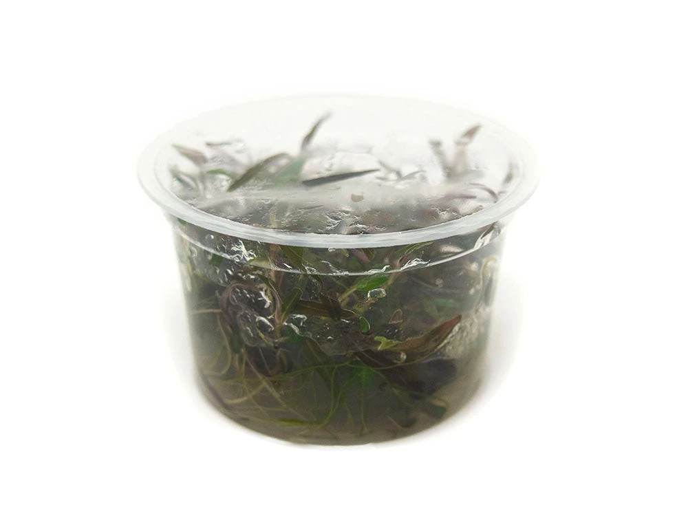 Araguaia Hygro (Hygrophila Lancea "Araguaia") Tissue Culture - Image 5