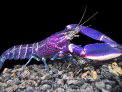 Imperial Purple Crayfish (Cherax Alyciae)