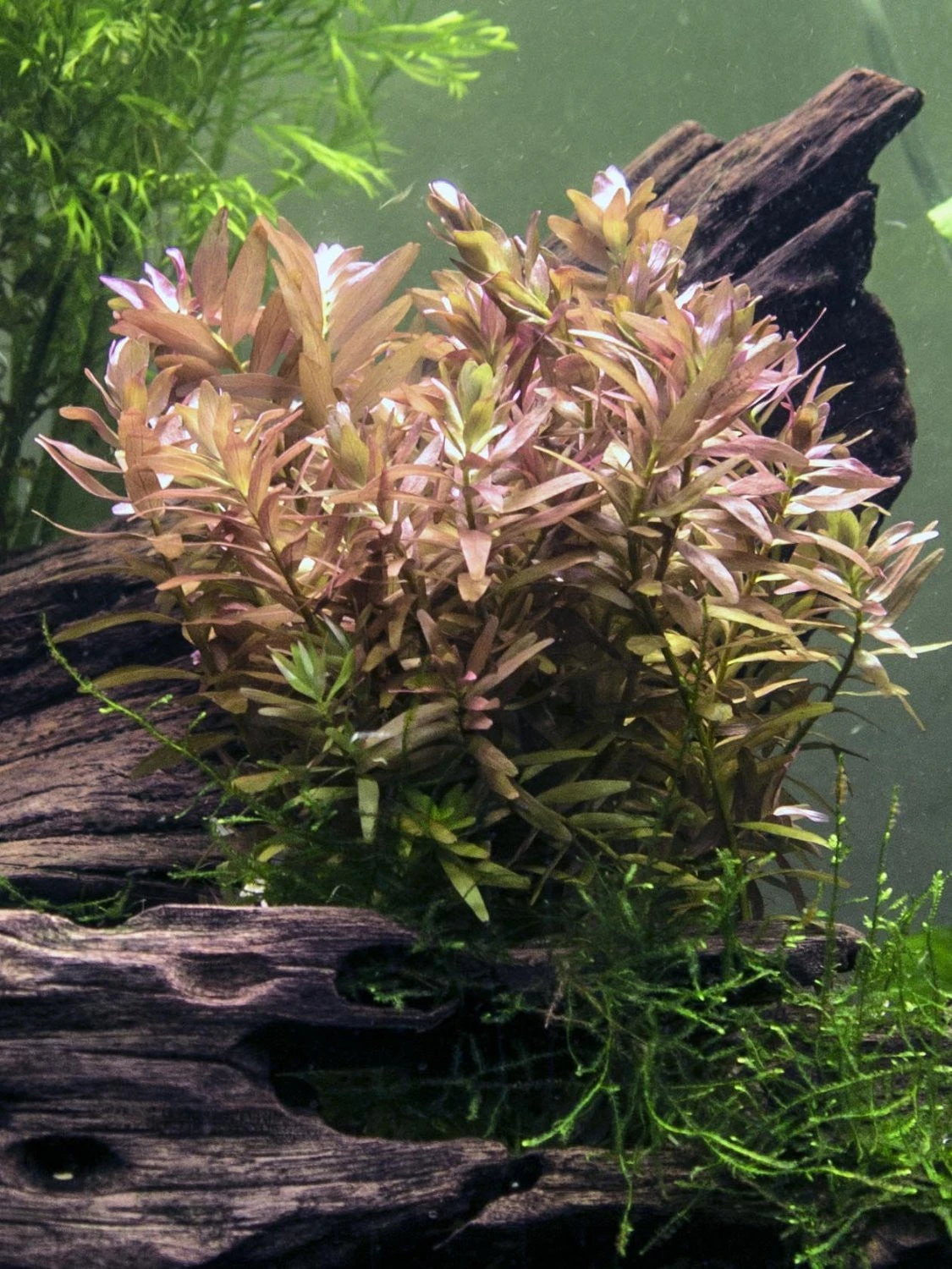 Rotala Indica, Bunched - Image 2