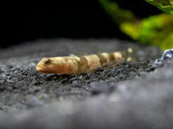Indonesian Dragon Micro Goby (Schismatogobius Risdawatiae)