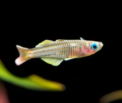 Ivantsoff's Blue Eye Rainbowfish (Pseudomugil Ivantsoffi) - Tank-Bred!