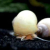 Ivory White Mystery Snail Breeder Combo Box