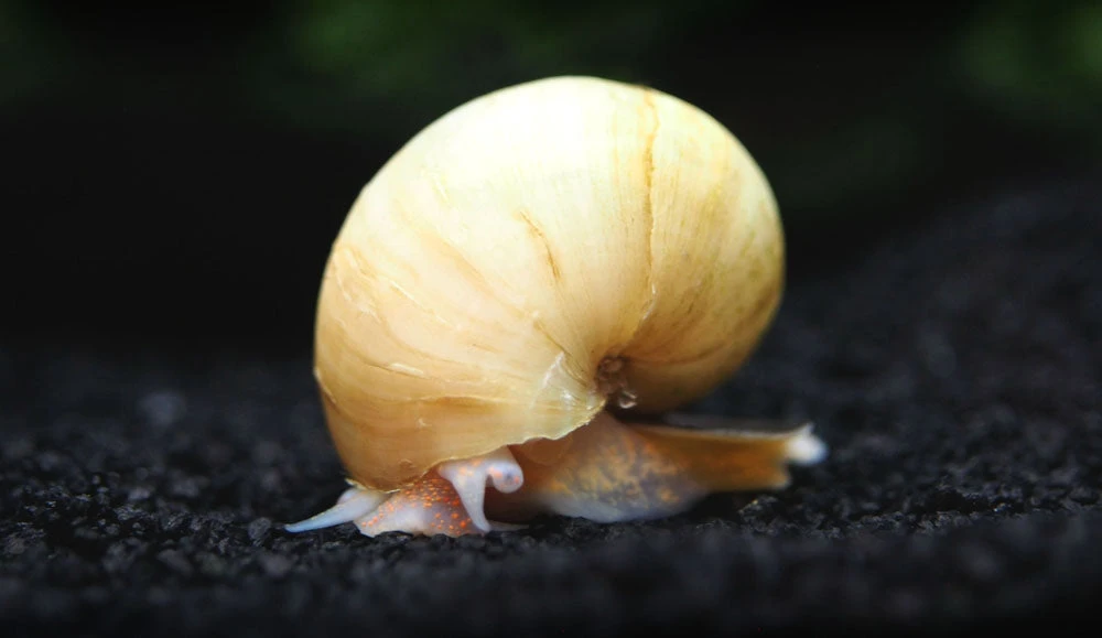 DELUXE Multi-Color Mystery Snail COMBO PACK (Pomacea Bridgesii) - Tank-Bred! - Image 15