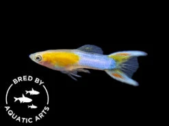 Japan Blue Gold Double Sword Guppy (Poecilia Reticulata), Bredby: Aquatic Arts