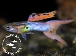 Japan Blue Red Double Sword Guppy (Poecilia Reticulata), BREDBY: Aquatic Arts