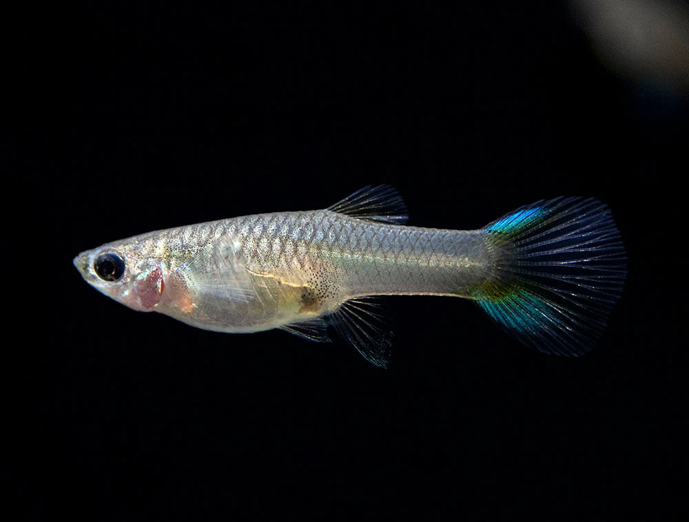 Japan Blue Double Sword Endler’s Livebearer, Males And Females, Type II (Poecilia Wingei), Tank-Bred! - Image 17