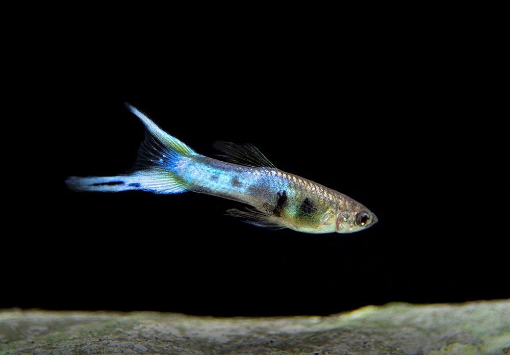 Japan Blue Double Sword Endler’s Livebearer, Males And Females, Type II (Poecilia Wingei), Tank-Bred! - Image 4