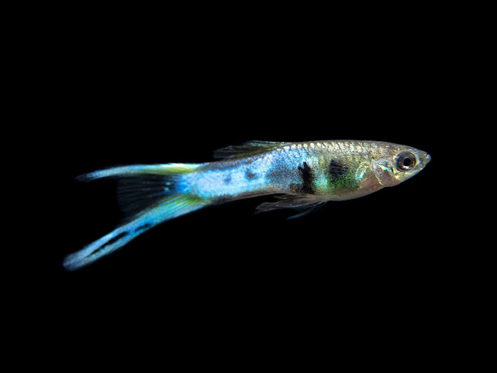 Japan Blue Double Sword Endler’s Livebearer, Males And Females, Type II (Poecilia Wingei), Tank-Bred! - Image 16