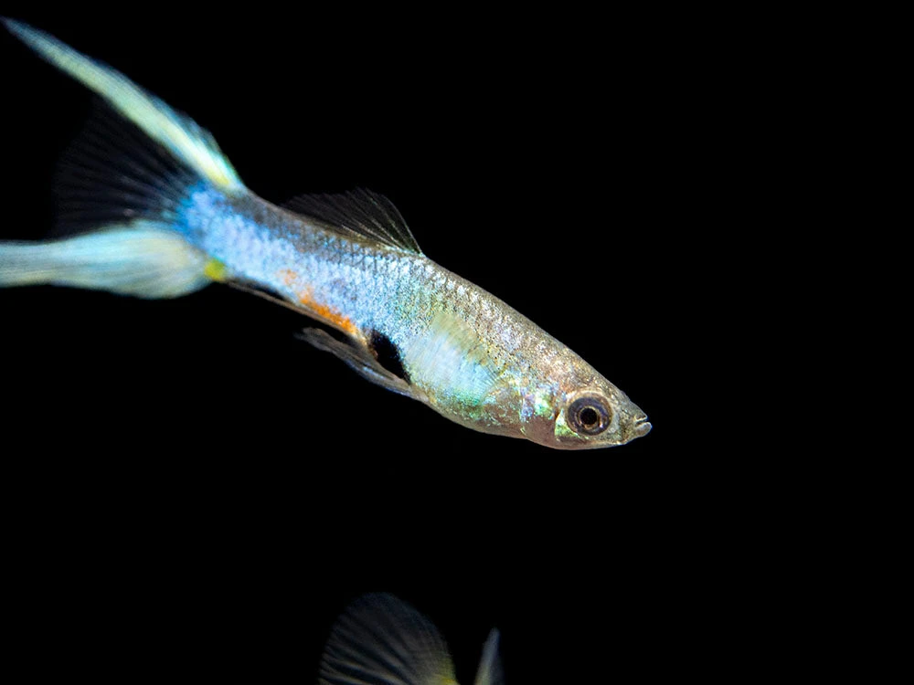 Japan Blue Double Sword Endler’s Livebearer, Males And Females, Type II (Poecilia Wingei), Tank-Bred! - Image 6