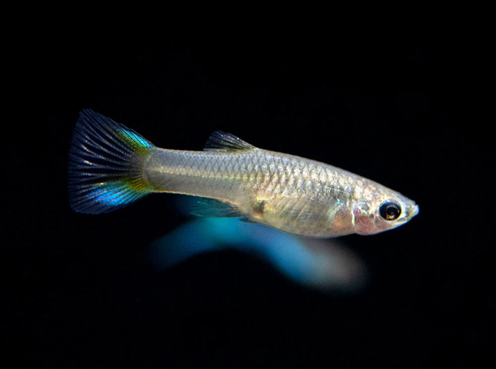Japan Blue Double Sword Endler’s Livebearer, Males And Females, Type II (Poecilia Wingei), Tank-Bred! - Image 7