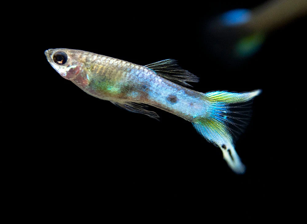 Japan Blue Double Sword Endler’s Livebearer, Males And Females, Type II (Poecilia Wingei), Tank-Bred! - Image 8
