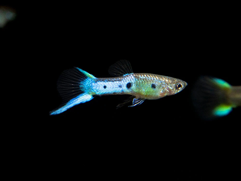 Japan Blue Double Sword Endler’s Livebearer, Males And Females, Type II (Poecilia Wingei), Tank-Bred! - Image 9