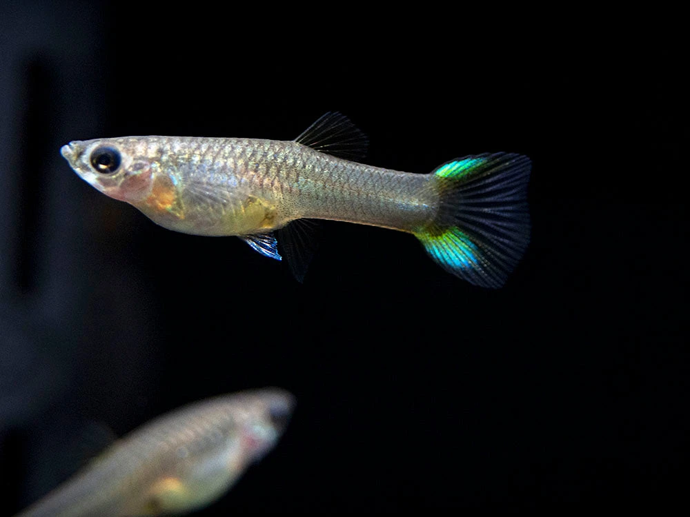Japan Blue Double Sword Endler’s Livebearer, Males And Females, Type II (Poecilia Wingei), Tank-Bred! - Image 3