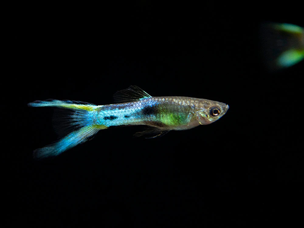 Japan Blue Double Sword Endler’s Livebearer, Males And Females, Type II (Poecilia Wingei), Tank-Bred! - Image 2