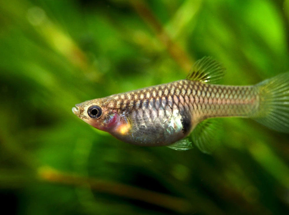 Japan Blue Red Double Sword Guppy (Poecilia Reticulata "Japan Blue Red Double Sword"), Males And Females - Tank-Bred! - Image 8