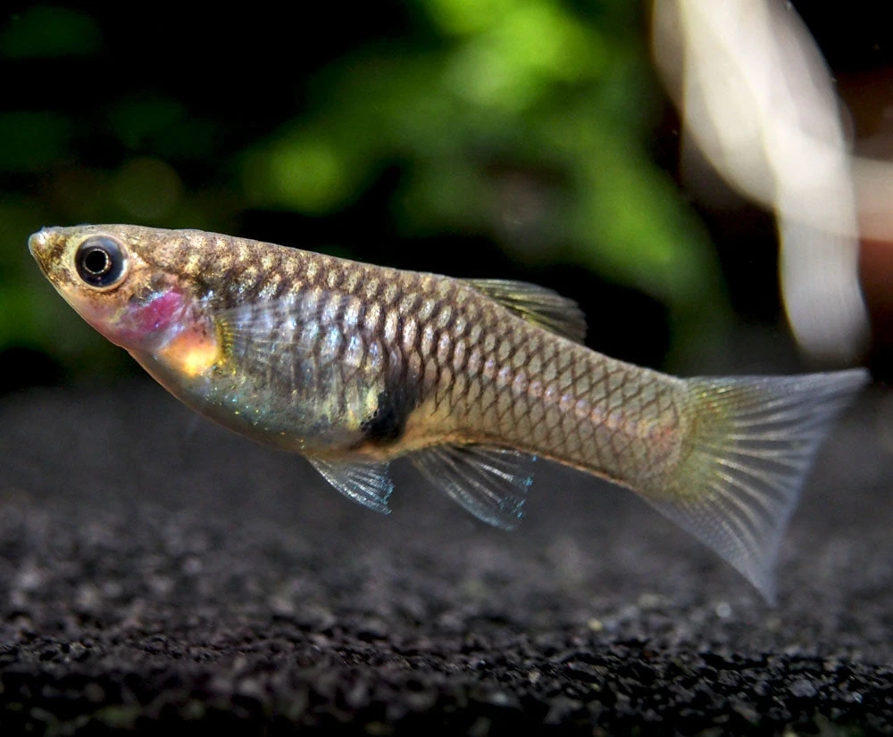 Japan Blue Red Double Sword Guppy (Poecilia Reticulata "Japan Blue Red Double Sword"), Males And Females - Tank-Bred! - Image 6