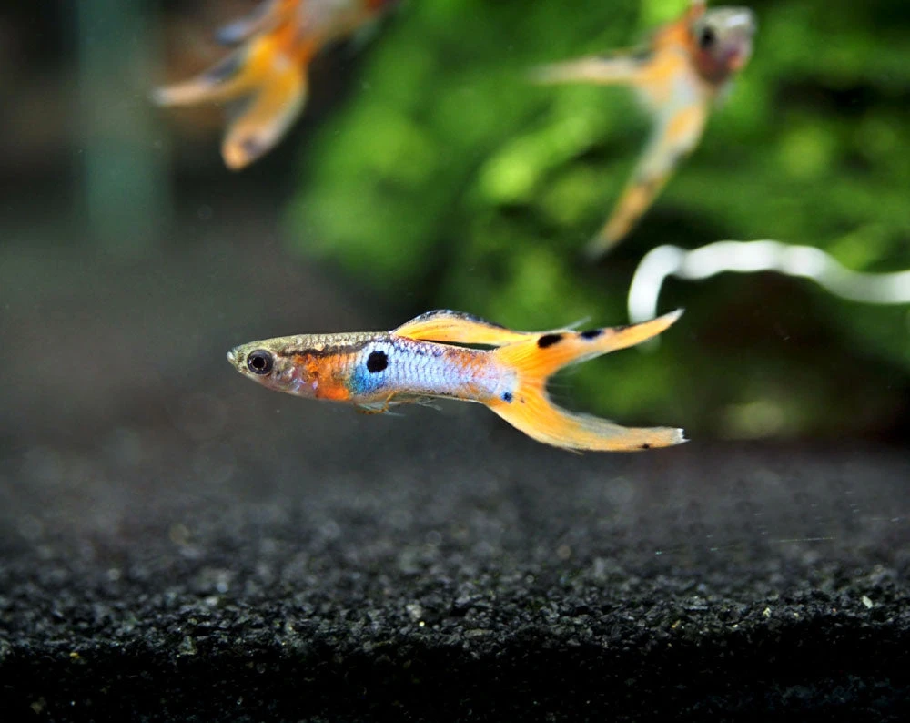 Japan Blue Red Double Sword Guppy (Poecilia Reticulata "Japan Blue Red Double Sword"), Males And Females - Tank-Bred! - Image 9