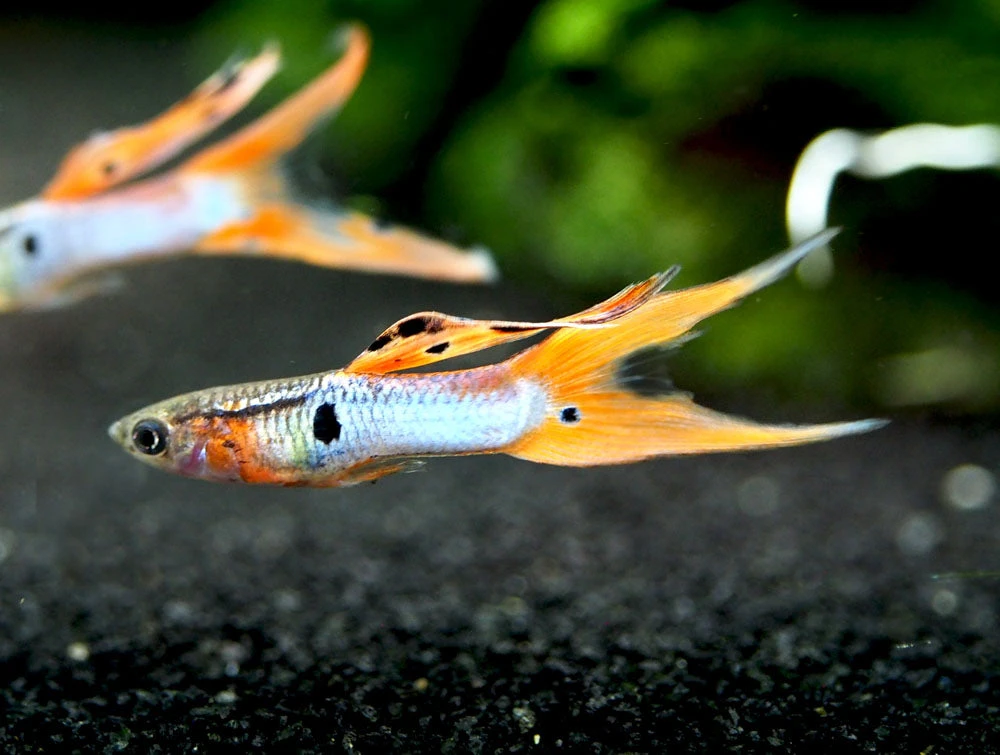 Japan Blue Red Double Sword Guppy (Poecilia Reticulata "Japan Blue Red Double Sword"), Males And Females - Tank-Bred! - Image 10