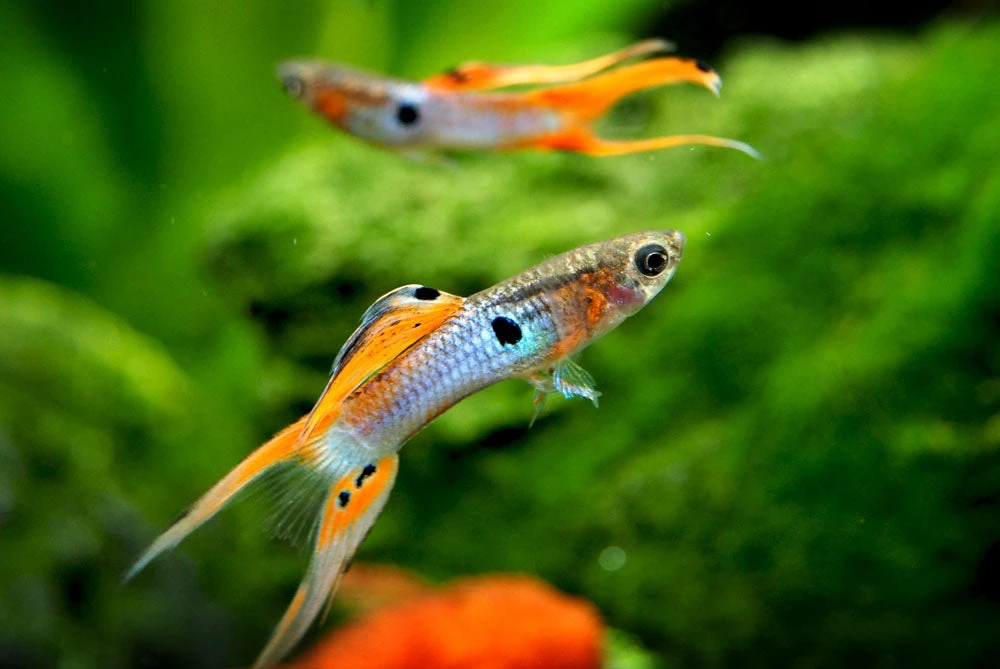 Japan Blue Red Double Sword Guppy (Poecilia Reticulata "Japan Blue Red Double Sword"), Males And Females - Tank-Bred! - Image 5