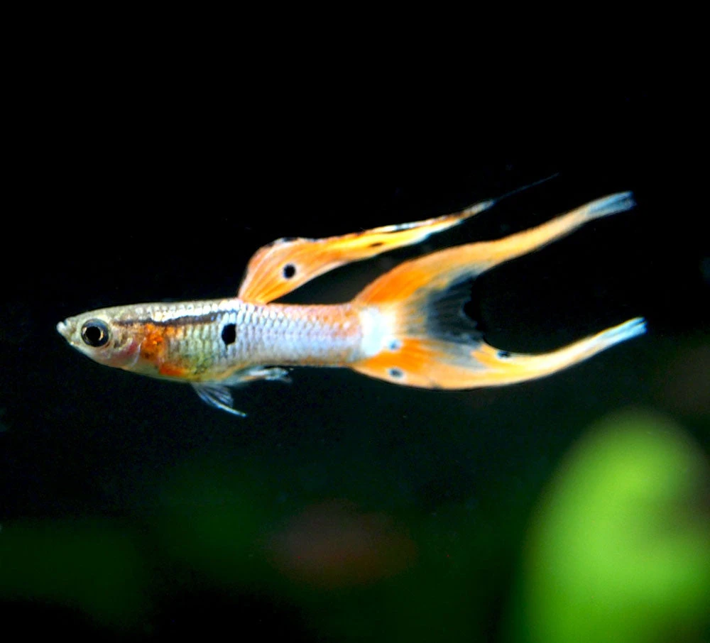Japan Blue Red Double Sword Guppy (Poecilia Reticulata "Japan Blue Red Double Sword"), Males And Females - Tank-Bred! - Image 4