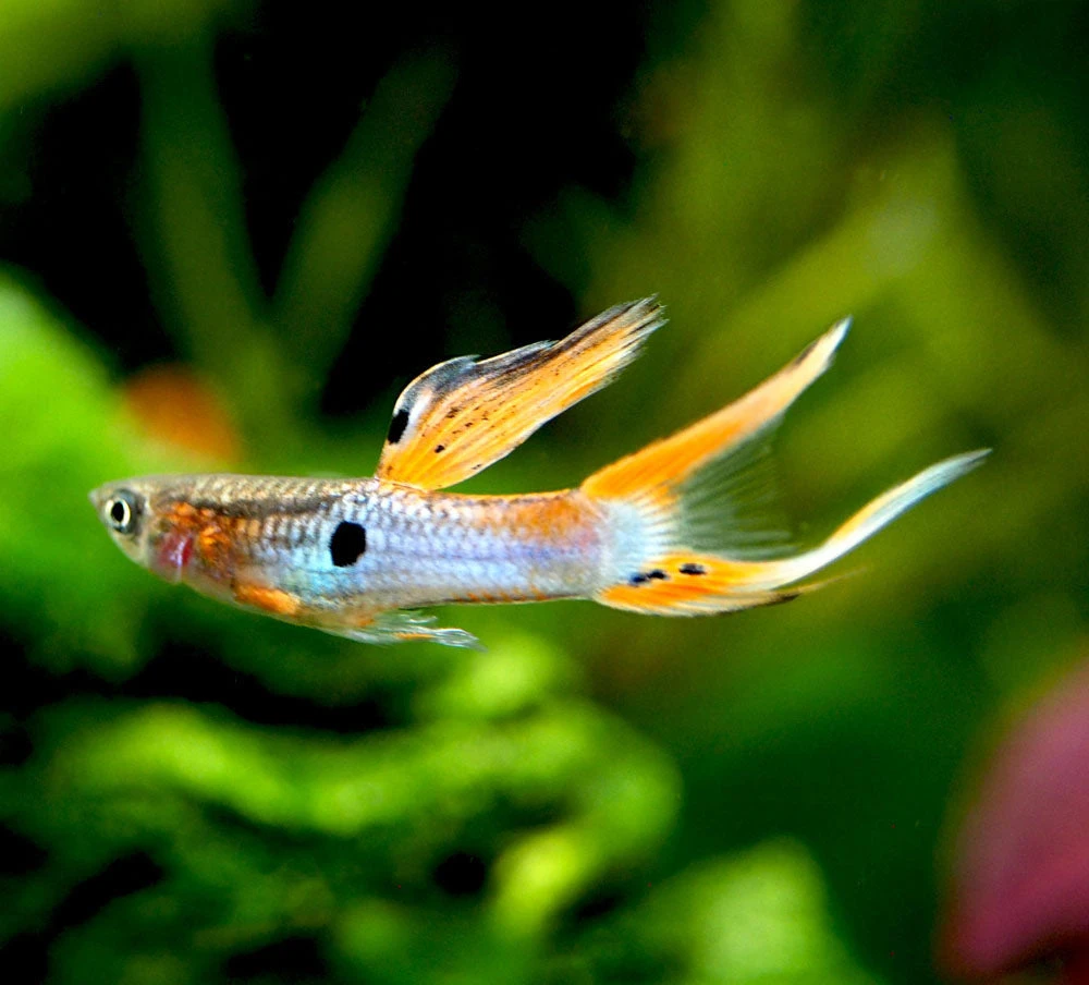 Japan Blue Red Double Sword Guppy (Poecilia Reticulata "Japan Blue Red Double Sword"), Males And Females - Tank-Bred! - Image 11