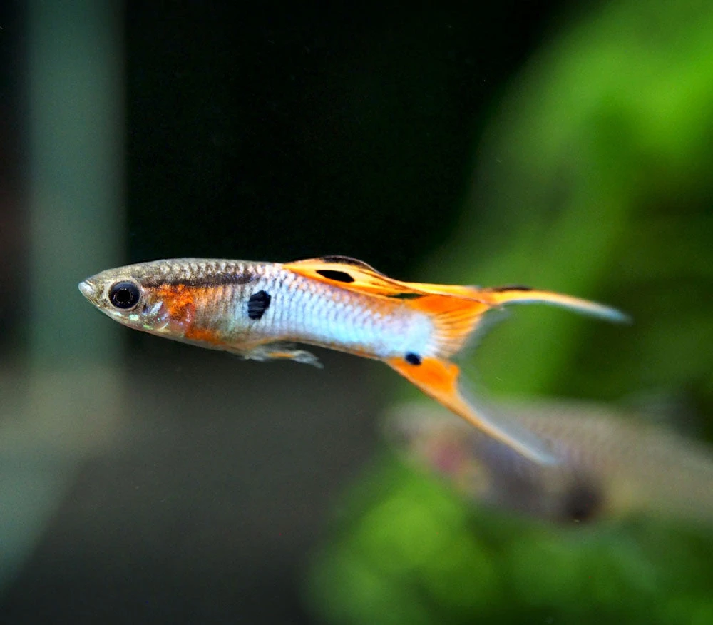 Japan Blue Red Double Sword Guppy (Poecilia Reticulata "Japan Blue Red Double Sword"), Males And Females - Tank-Bred! - Image 7