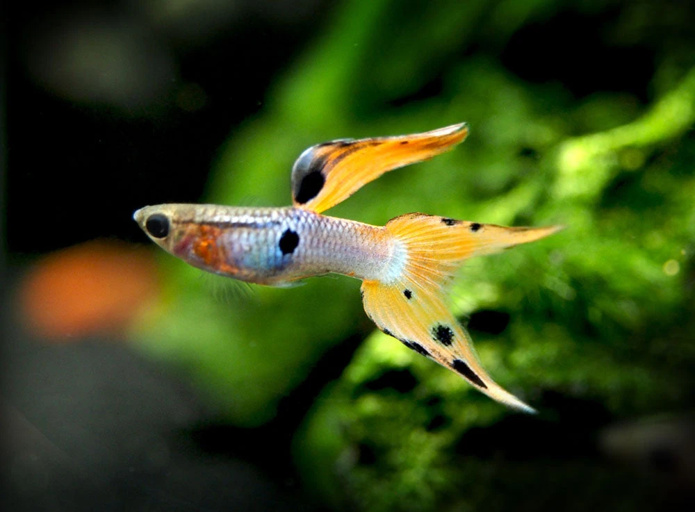 Japan Blue Red Double Sword Guppy (Poecilia Reticulata "Japan Blue Red Double Sword"), Males And Females - Tank-Bred!
