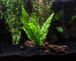 EASY Aquarium Plant Package (5-10 Gallon) - Java Moss, Moneywort, Anubias Sp., Java Fern And 1 Nano Marimo