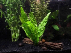 Java Fern (Microsorum Pteropus), Bunch