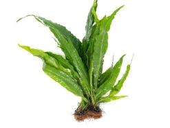 Java Fern Mat (Microsorum Pteropus)