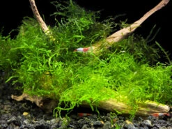 Deluxe Java Moss (Taxiphyllum Barbieri / Vesicularia Dubyana), Loose Portion