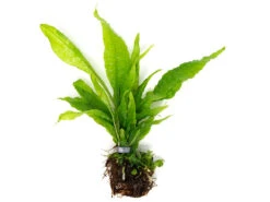 Java Fern (Microsorum Pteropus), EXTRA LARGE, Bare Root Clump