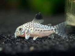 True Juli's Cory Catfish (Corydoras Julii), Tank-Bred
