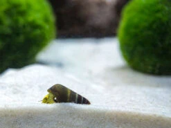 Assorted Sulawesi Rabbit Snail (Tylomelania Sp.), BREDBY: Aquatic Arts