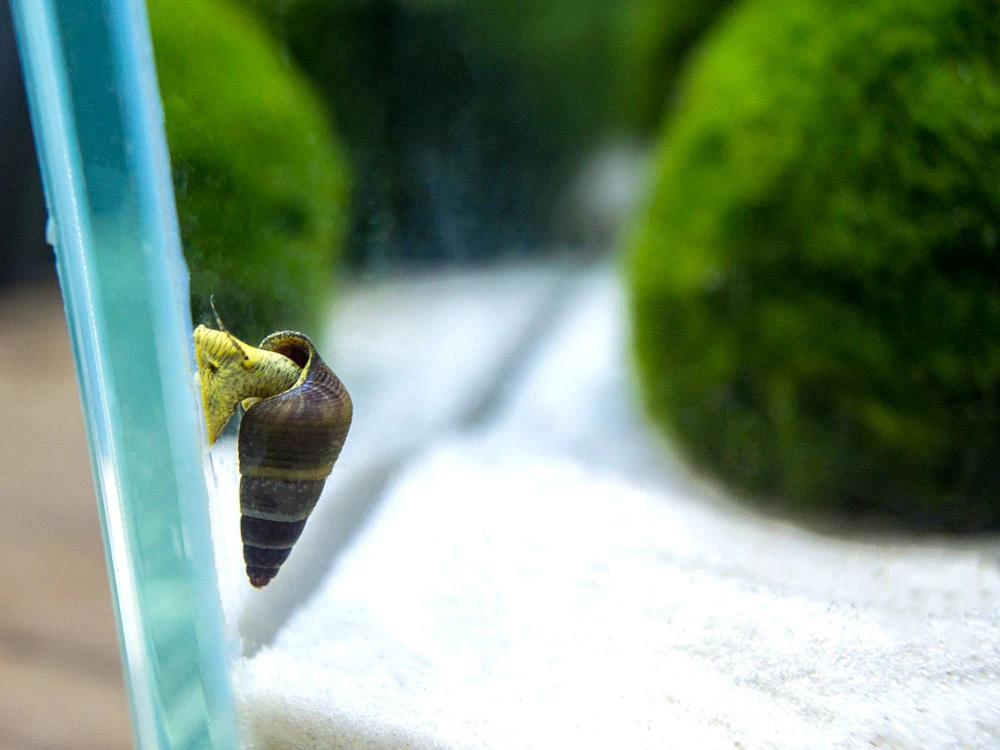 Assorted Sulawesi Rabbit Snail (Tylomelania Sp.), BREDBY: Aquatic Arts - Image 2
