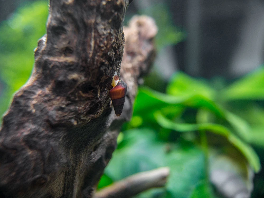 Assorted Sulawesi Rabbit Snail (Tylomelania Sp.), BREDBY: Aquatic Arts - Image 3