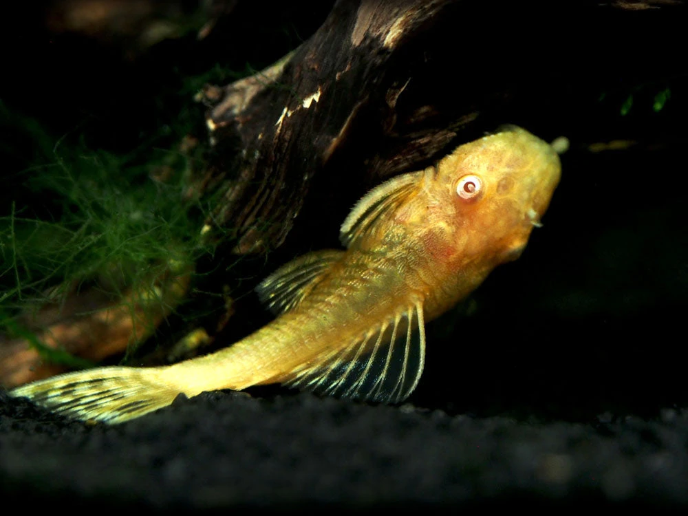 Albino Bristlenose Pleco (Ancistrus Cf. Cirrhosus "Albino") - Tank-Bred! - Image 20