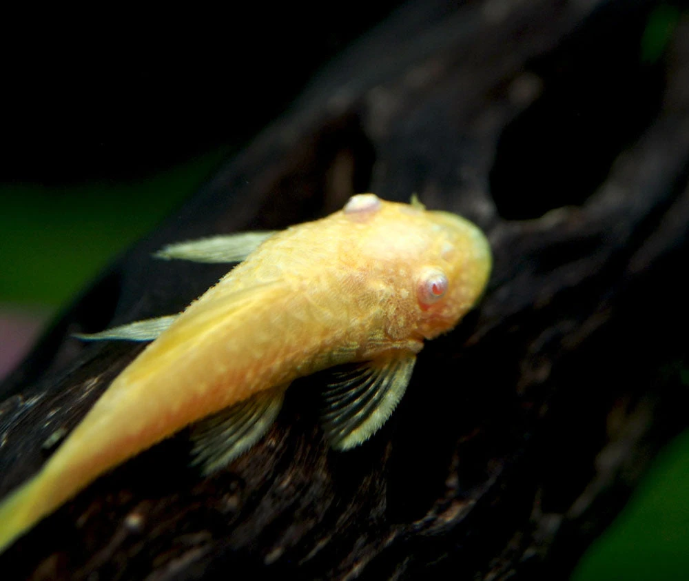 Albino Bristlenose Pleco (Ancistrus Cf. Cirrhosus "Albino") - Tank-Bred! - Image 11