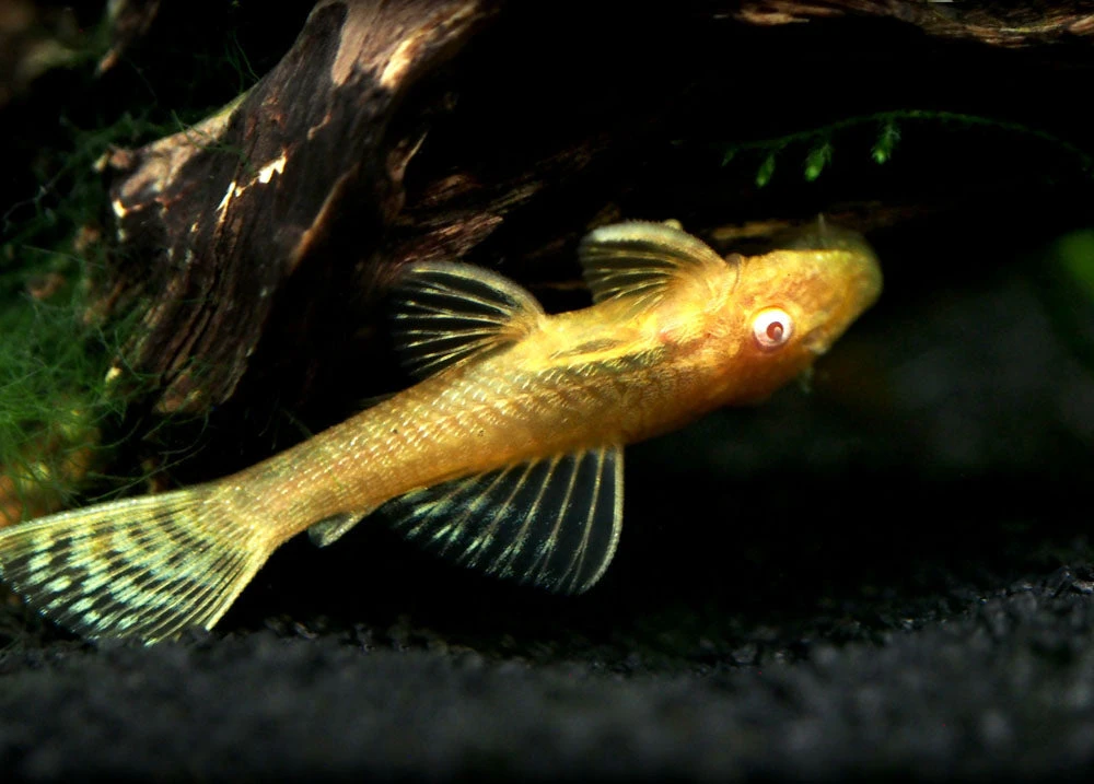 Albino Bristlenose Pleco (Ancistrus Cf. Cirrhosus "Albino") - Tank-Bred! - Image 4
