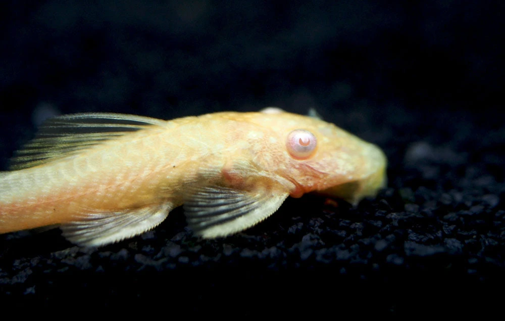 Albino Bristlenose Pleco (Ancistrus Cf. Cirrhosus "Albino") - Tank-Bred! - Image 14