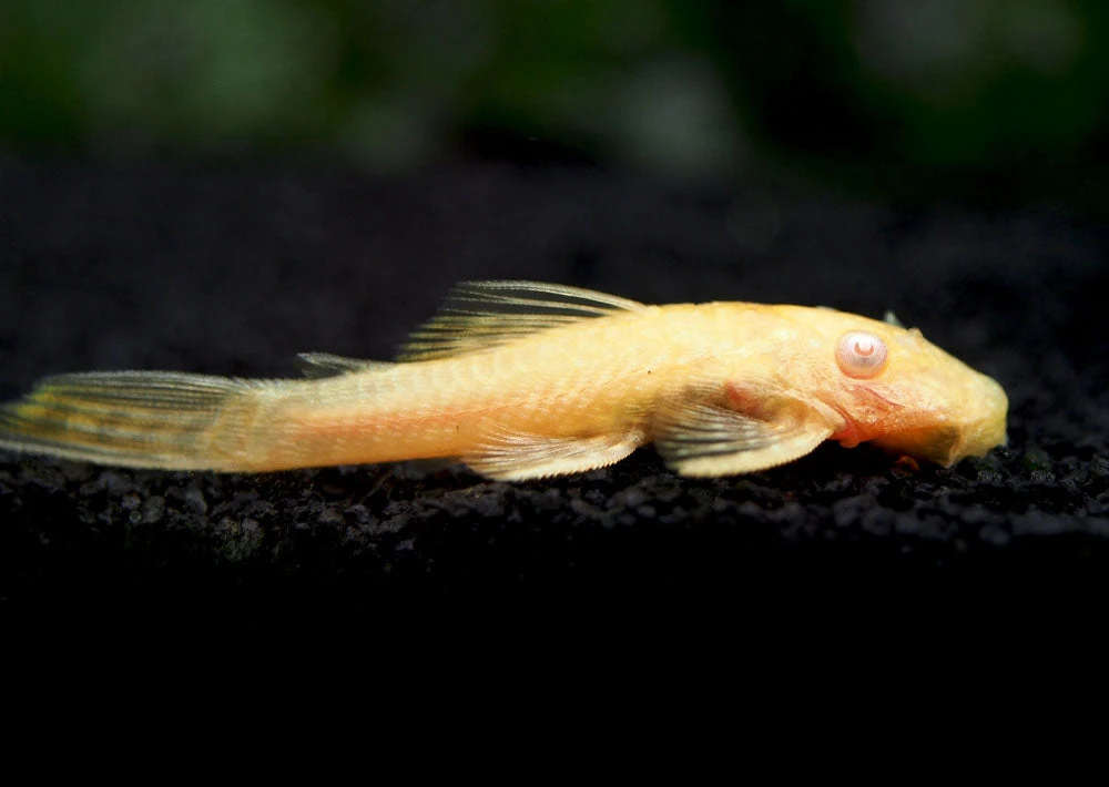 Albino Bristlenose Pleco (Ancistrus Cf. Cirrhosus "Albino") - Tank-Bred! - Image 19