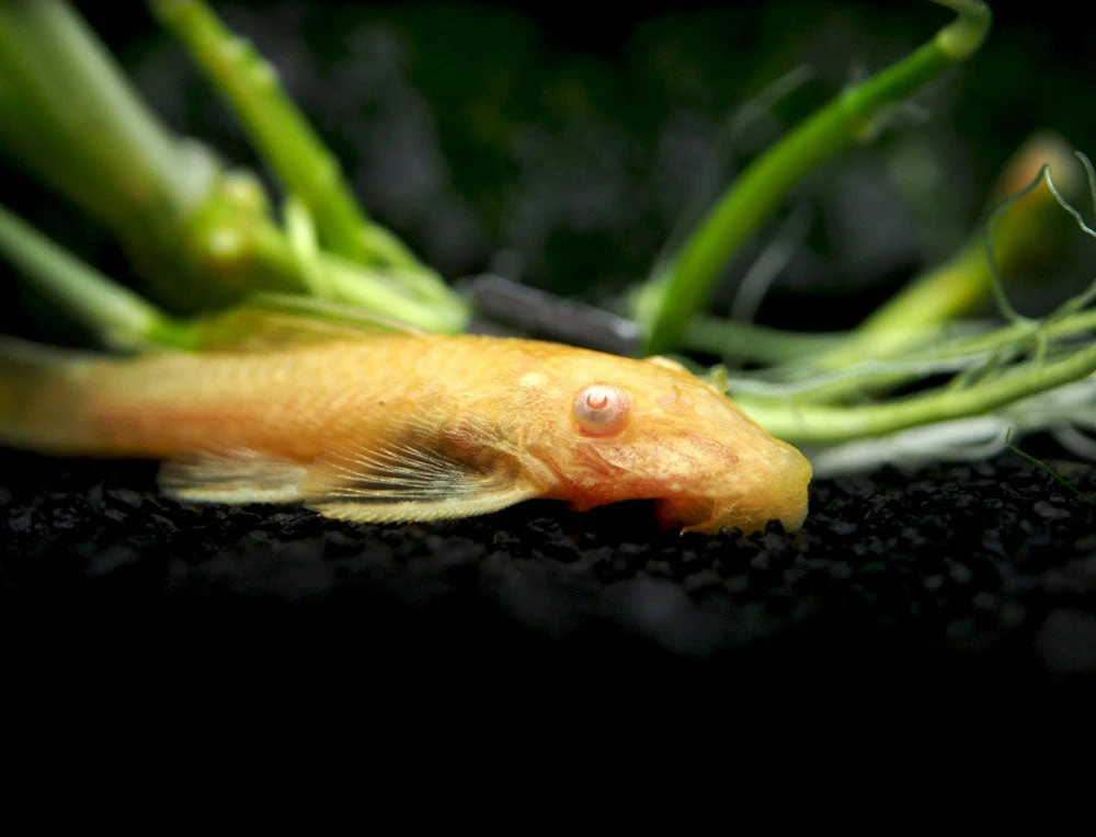 Albino Bristlenose Pleco (Ancistrus Cf. Cirrhosus "Albino") - Tank-Bred! - Image 17